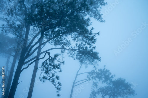 Pine forest in the mist on the mountain - Color tone.