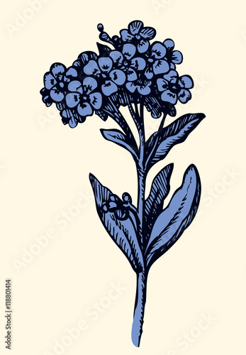 Vector drawing. Sprig of Forget-me-not
