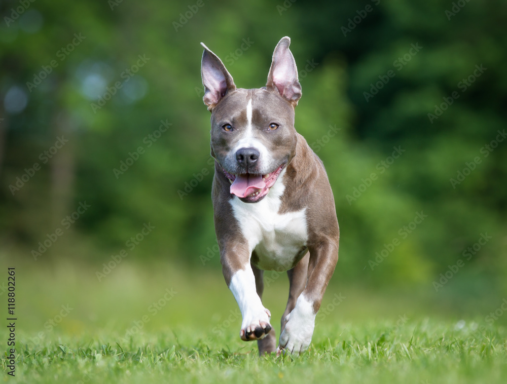 Amstaff dog outdoors in nature