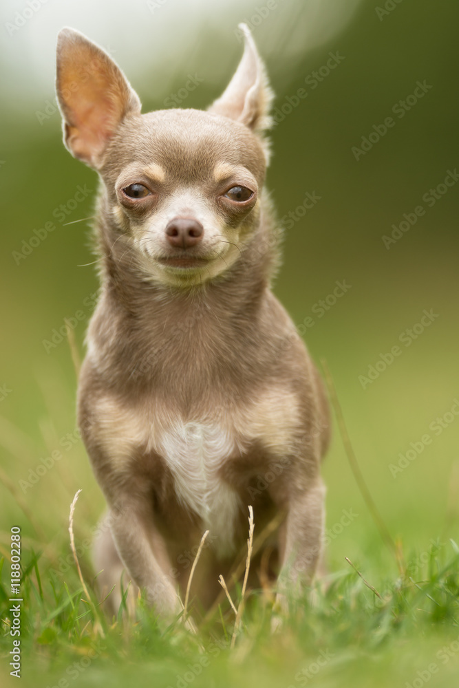 Chihuahua Dog Outdoors