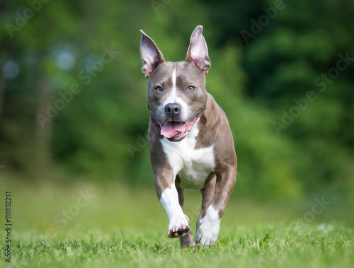 Slika na platnu Amstaff dog outdoors in nature