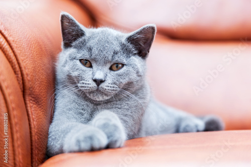 Fototapeta Naklejka Na Ścianę i Meble -  Young cute cat resting on leather sofa. The British Shorthair kitten with blue gray fur