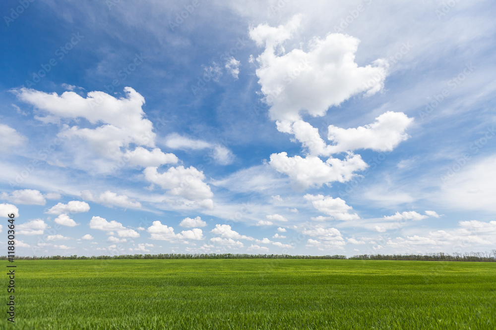 Field of young wheat. Field of young wheat.