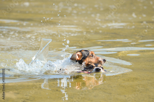 fun in the water - jack russell terrier
