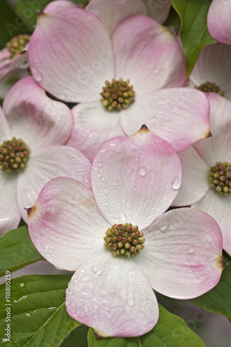 Flowering Dogwood flowers (Cornus florida). Called American Dogwood and Eastern Dogwood also. Symbol of North Carolina, West Virginia, Missouri and Virginia