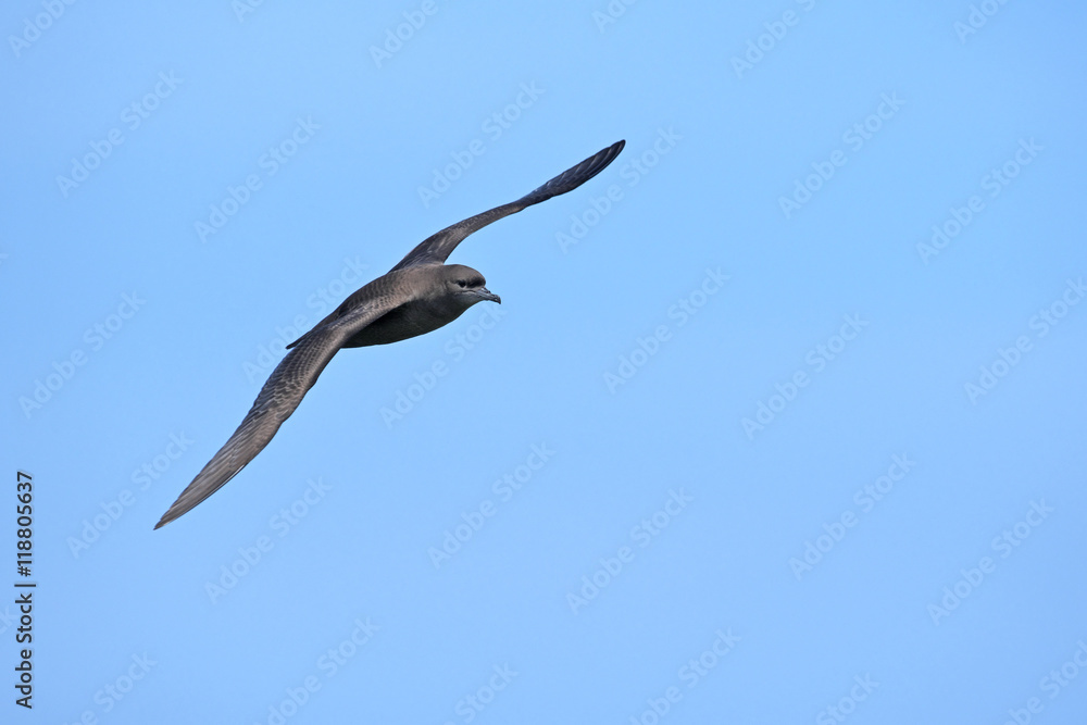 ハシボソミズナギドリ(Short-tailed Shearwater) ハシボソミズナギドリ(Short-tailed Shearwater)