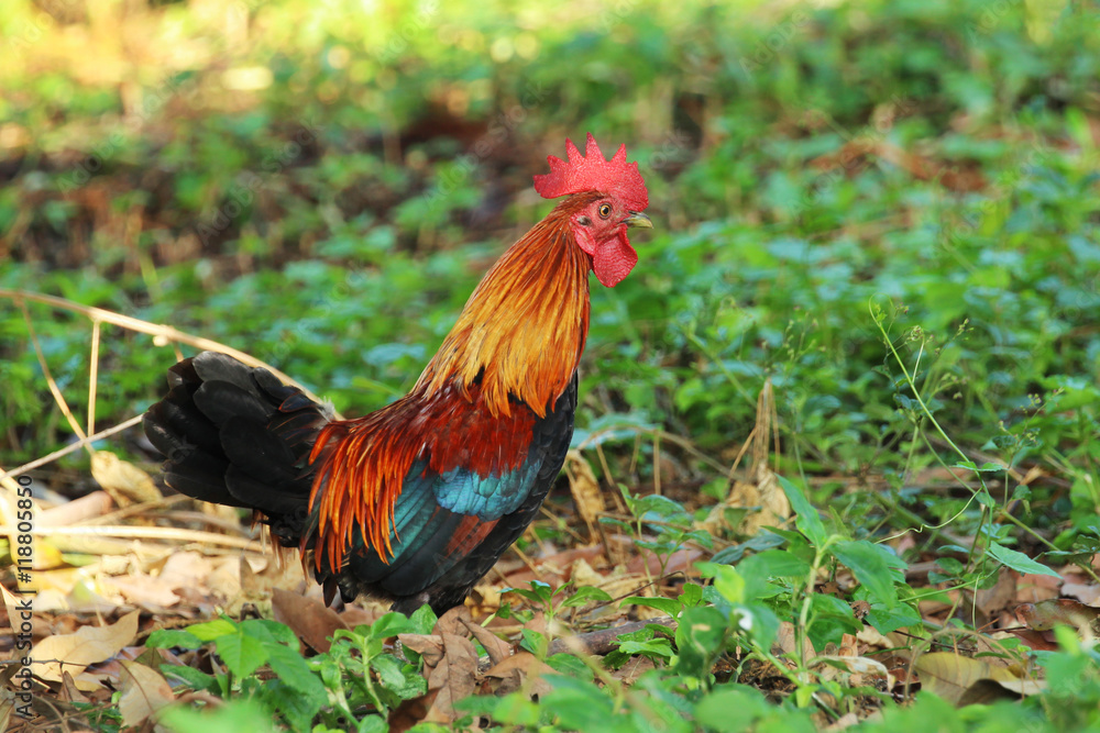 Image of cock in green field.