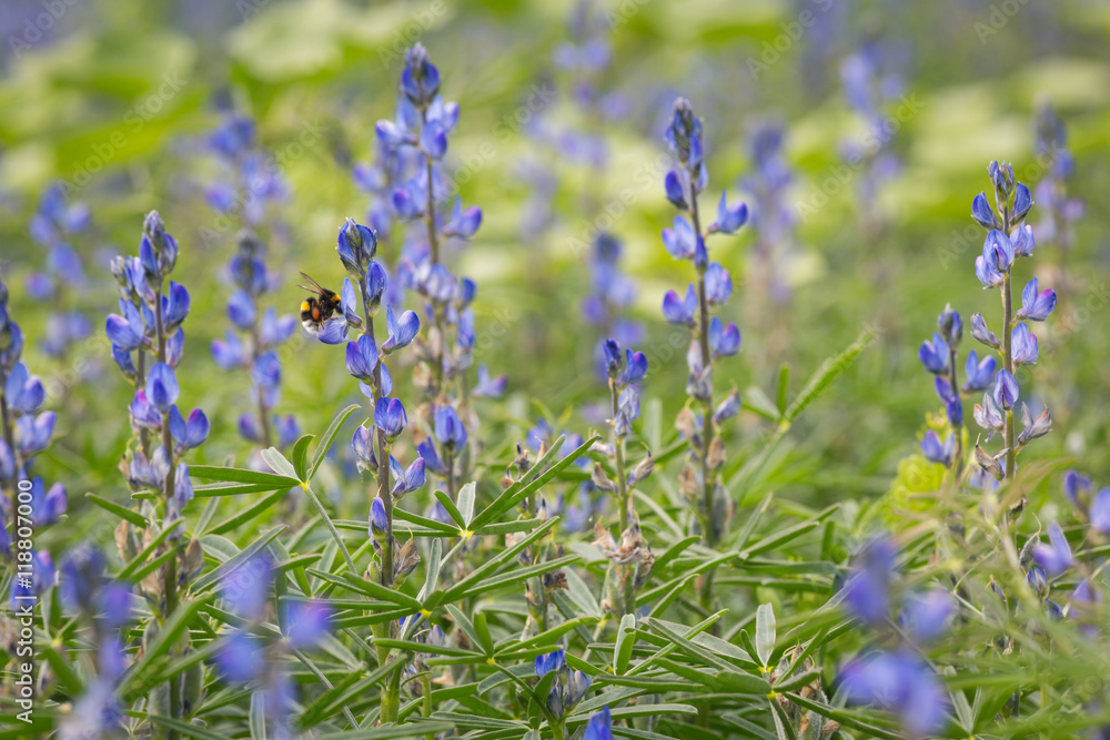 Obraz premium A bumblebee in a field of blue lupins
