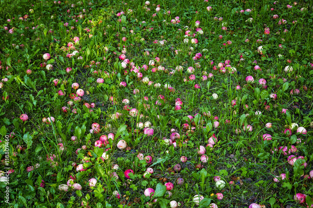 Red apples that had fallen from the apple tree on a green grass