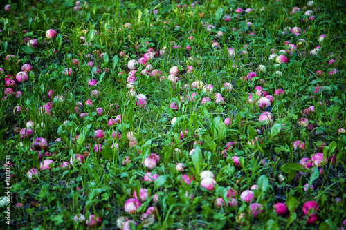 Red apples that had fallen from the apple tree on a green grass