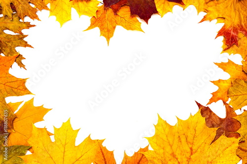 Pattern of autumn colorful leaves  yellow leaves  white background