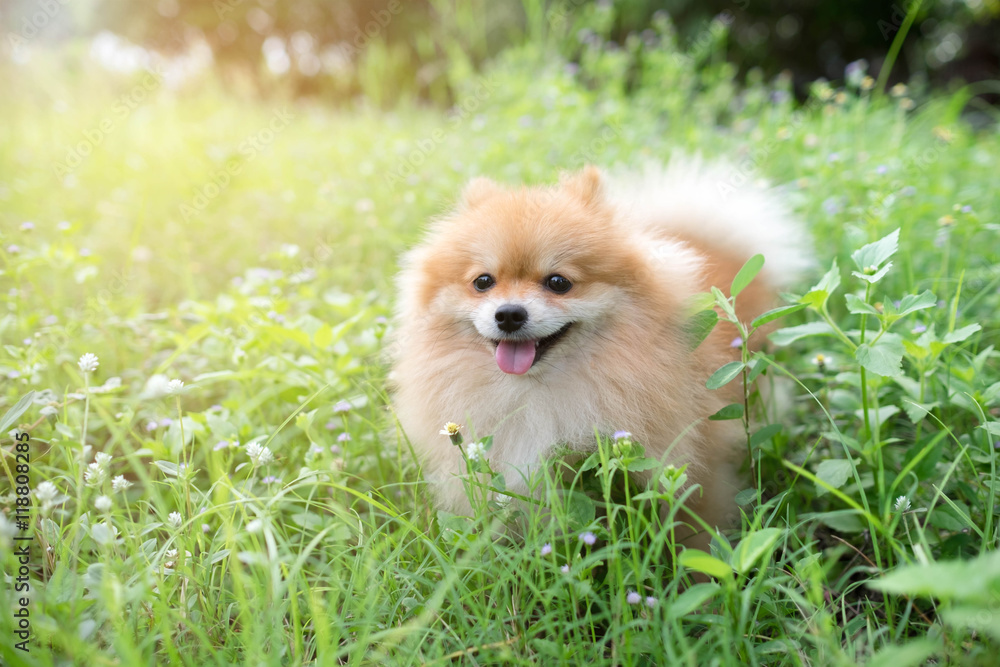 cute fluffy Pomeranian dog sitting in a spring park surrounded cute fluffy Pomeranian dog sitting in a spring park surrounded