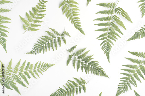 fern branches pattern isolated on white background. flat lay  top view