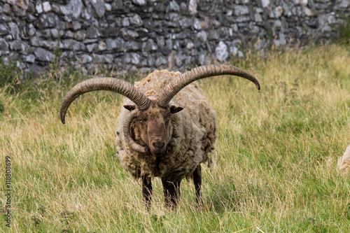 Isle Of Man Manx loaghtan sheep
