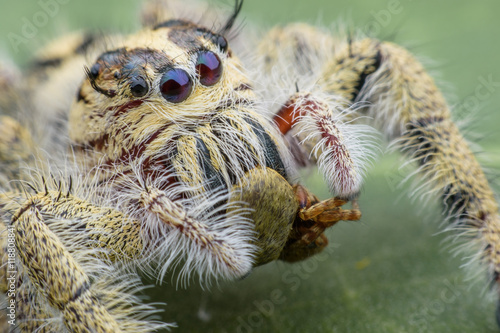 Close up Jumping spider , female Hyllus eating smaller jumping spider