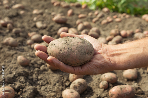 Принти на полотні Man holding a freshly harvested potato on a potato farm.