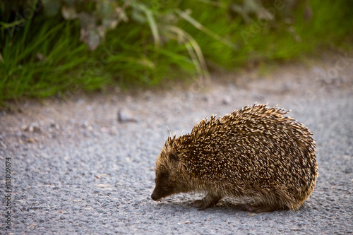 Young English hedgehog crossing the road
