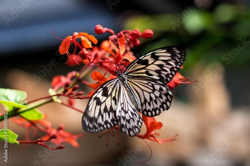 Schmetterling