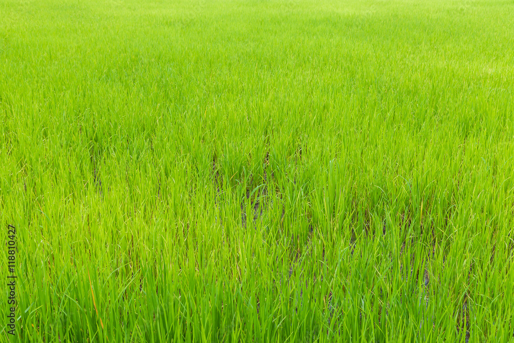 Background of green paddy rice field