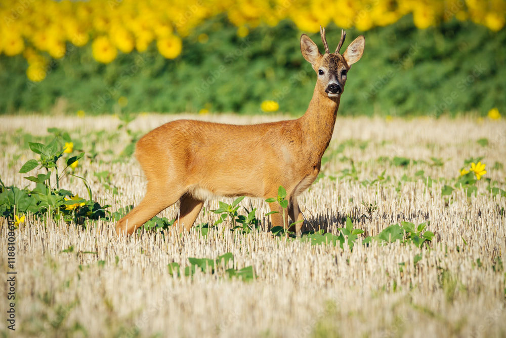 Obraz premium Roe deer on the golden wheat field