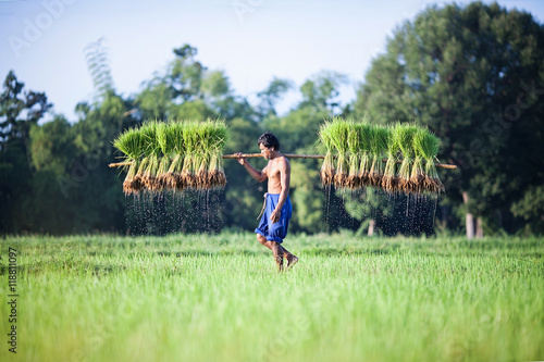 Farmers carrying seedlings in rice farm 