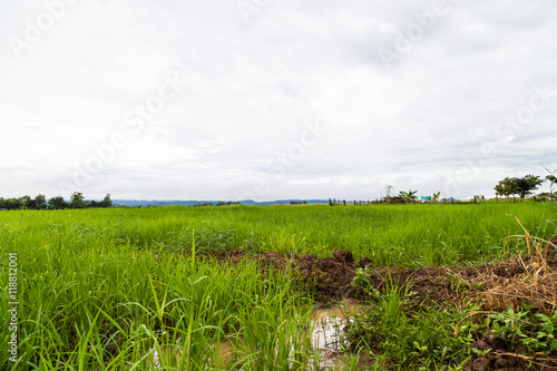 Pathway to rice plantation with tree in morning white cloud