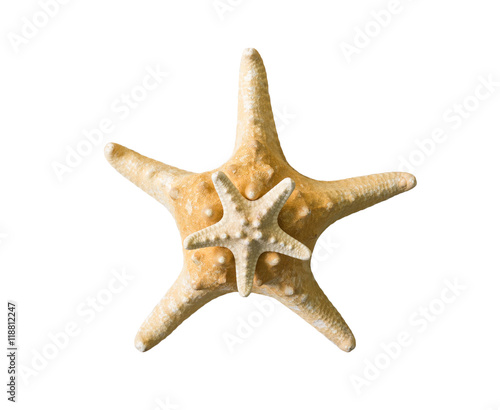 two starfish isolated on a white background closeup