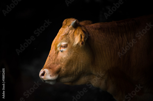 Quadro su tela Portrait de vache sur fond sombre