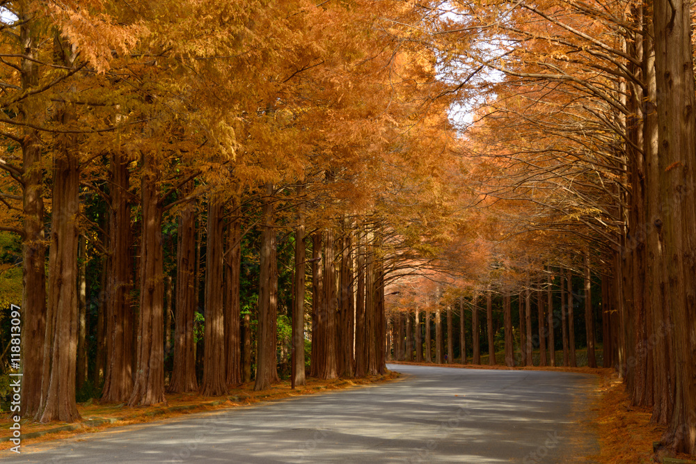 Metasequoia tree-lined street in autumn