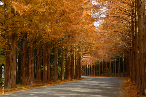 Fototapeta Naklejka Na Ścianę i Meble -  Metasequoia tree-lined street in autumn