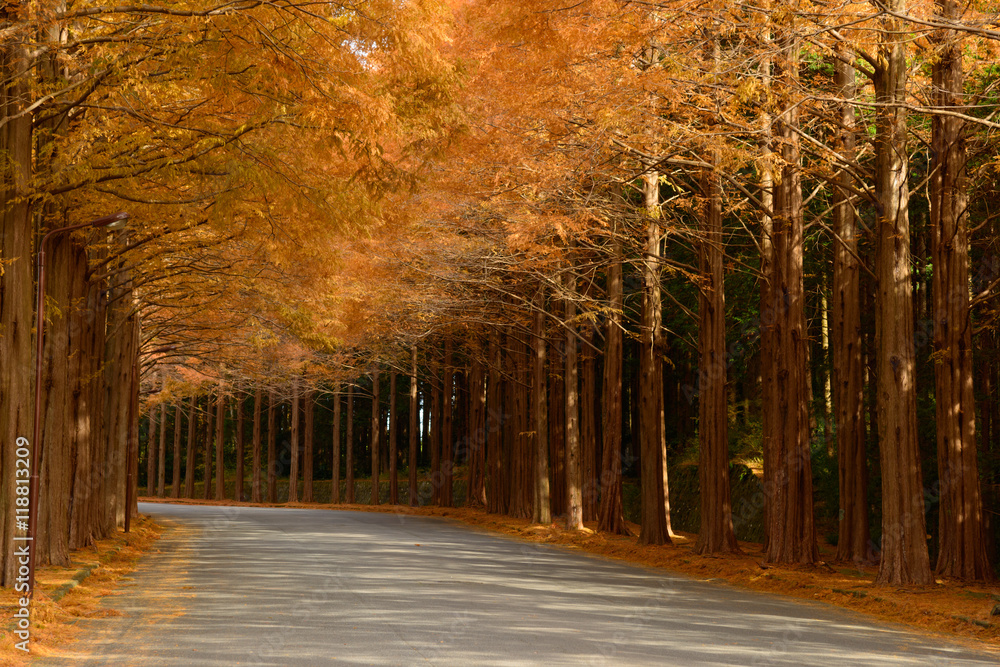 Metasequoia tree-lined street in autumn