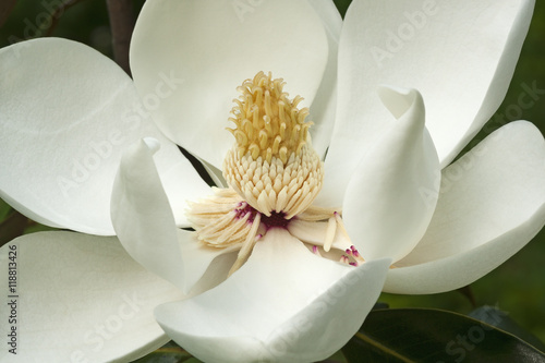 Southern magnolia (Magnolia grandiflora). Called  Evegreen Magnolia, Bull Bay, Bullbay Magnolia, Laurel Magnolia and Loblolly Magnolia also photo