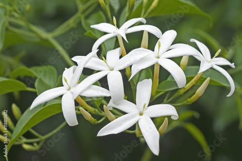 Fototapeta Twisted jasmine (Jasminum tortuosum)