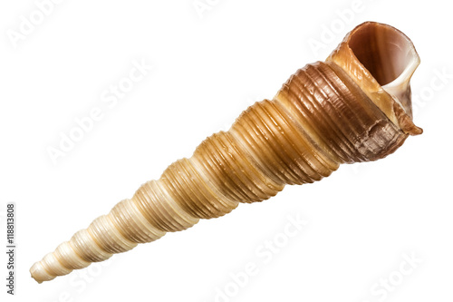 Turritella communis spire seashell isolated on white