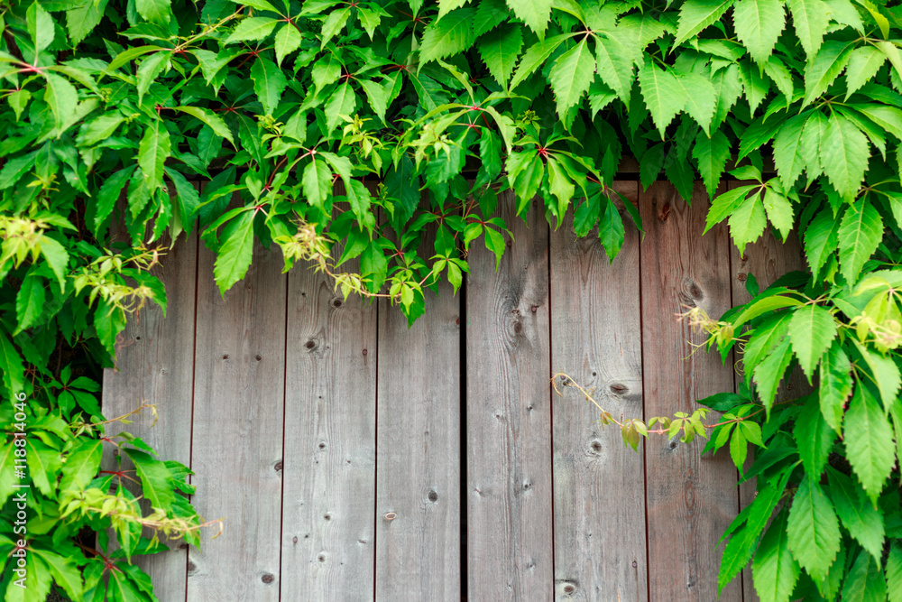 Fresh spring green grass and leaf plant over wood fence Fresh spring green grass and leaf plant over wood fence
