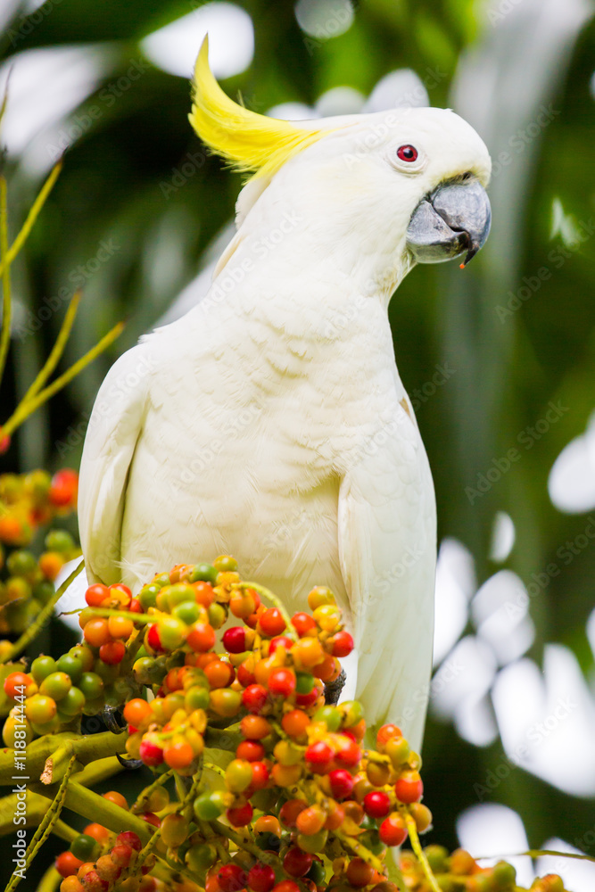 Wild Cockatoo Eating Wild Cockatoo Eating