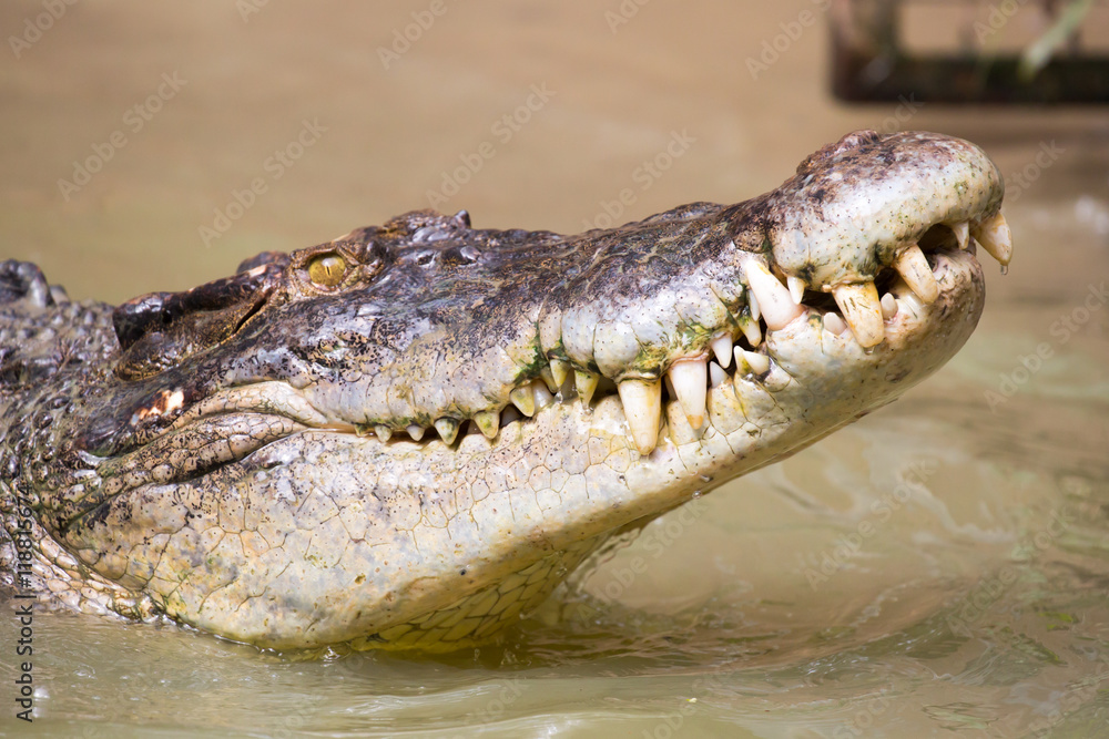 Naklejka premium Crocodile Waits For Prey