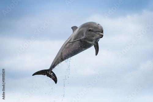 Dauphin saut aquarium Kyoto