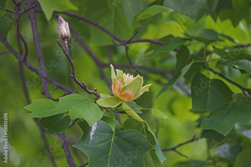 Tulip tree flower (Liriodendron tulipifera). Called Tuliptree, American Tulip Tree, Tulip Poplar, Yellow Poplar, Whitewood and Fiddle-tree also. Symbol of Indiana, Kentucky and Tennessee