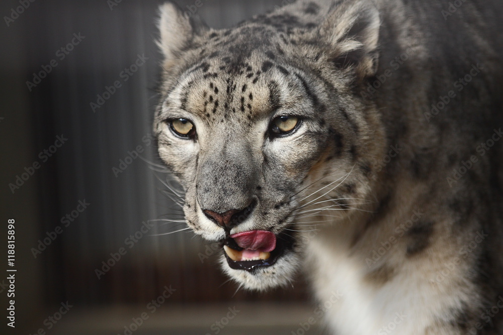 Obraz premium 【ユキヒョウ】 