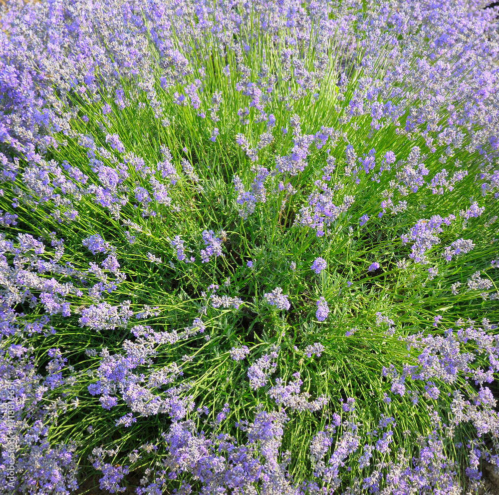 Obraz premium bush of blossoming lavender in the summer field