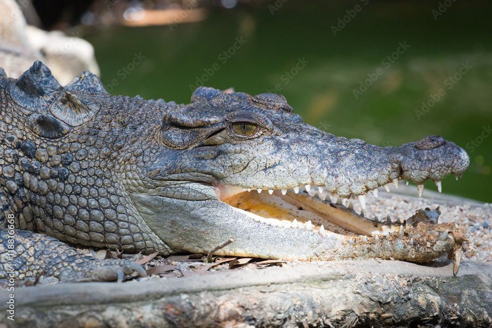 Fototapeta premium Crocodile Waits For Prey