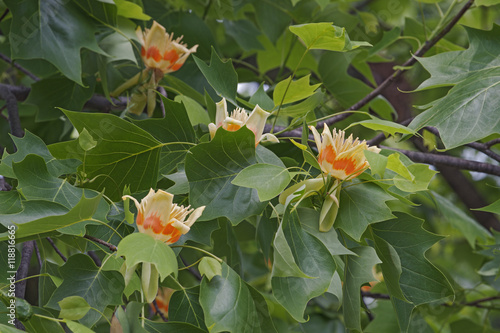 Tulip tree flowers (Liriodendron tulipifera). Called Tuliptree, American Tulip Tree, Tulip Poplar, Yellow Poplar, Whitewood and Fiddle-tree also. Symbol of Indiana, Kentucky and Tennessee
