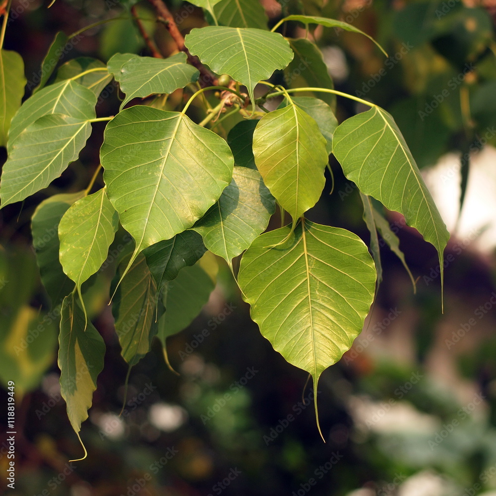 The leaves of the Bodhi tree The leaves of the Bodhi tree