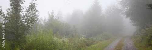 Nebel im Naturpark Schwarzwald  Baden-W  rttemberg  Deutschland  Europa