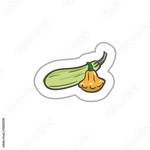 zucchini and squash. colored illustration on a white background