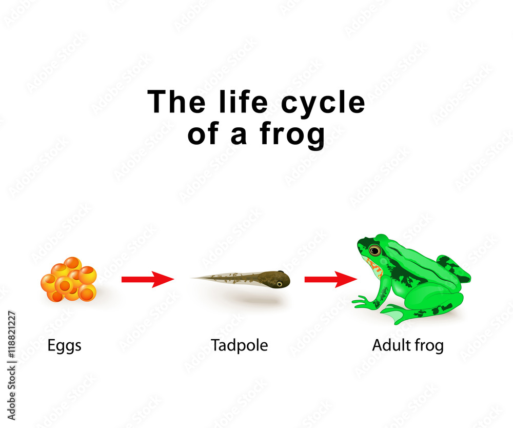Obraz premium Metamorphosis amphibians, for example, the life cycle of frogs