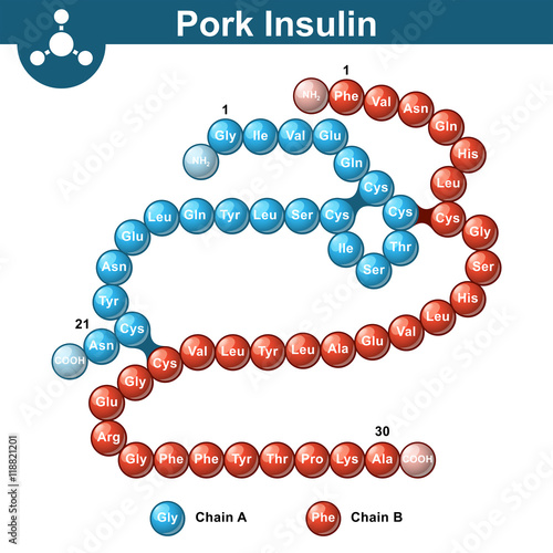 Pork insulin hormone structure
