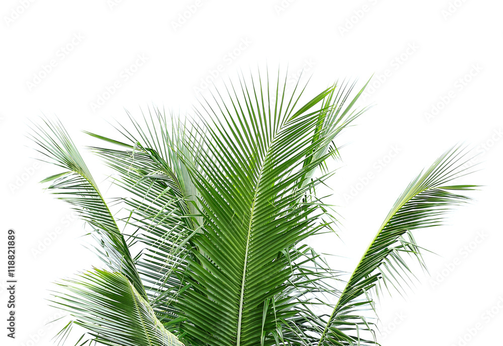 coconut leaves on white background coconut leaves on white background