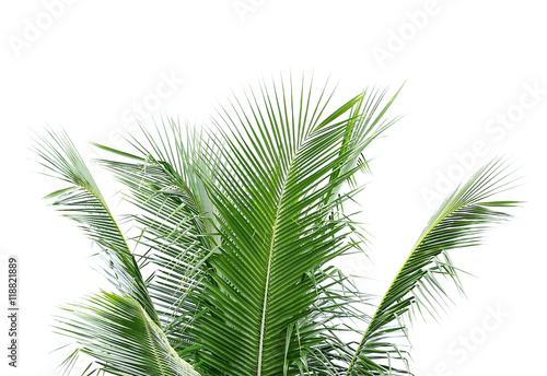 coconut leaves on white background